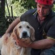 Włochy: W Amatrice odnaleziono żywego psa