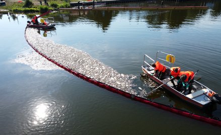 Akcja oczyszczania Odry ze śniętych ryb przy użyciu zapory elastycznej w Widuchowej