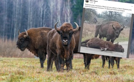 Żubr zginął na drodze. Zwierzę potrącił kierowca wojskowej ciężarówki