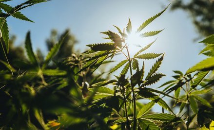 Polska staje się konopnym zagłębiem. Biznes wart miliardy