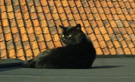 Zastrzelił kota z wiatrówki