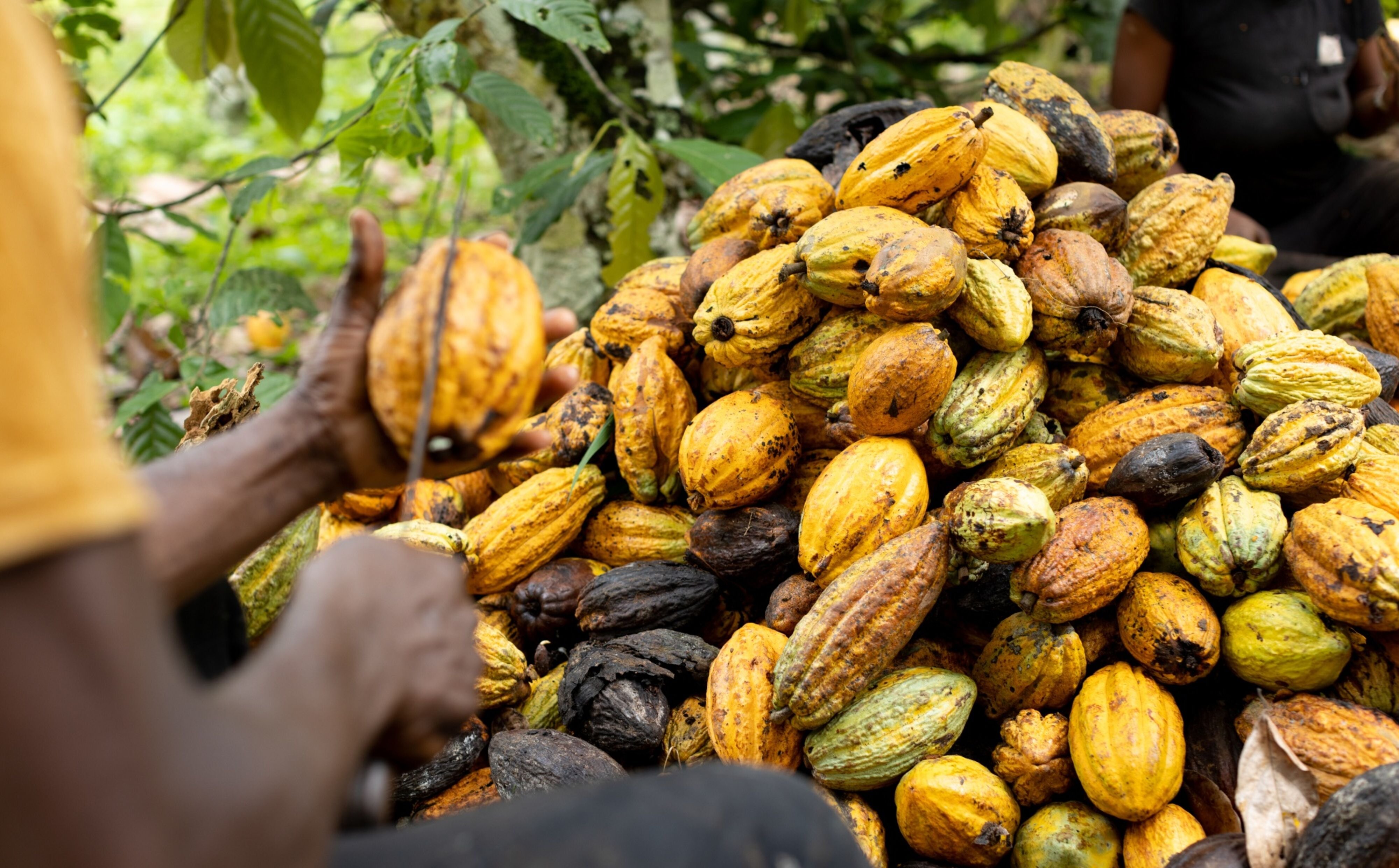 Ceny kakao nurkują. Nadchodzi czas tańszej czekolady?