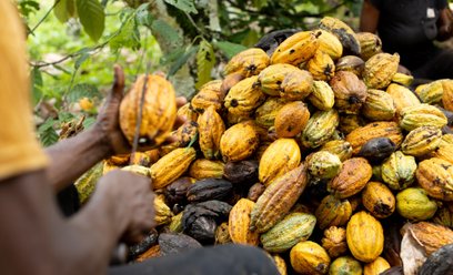 Ceny kakao nurkują. Nadchodzi czas tańszej czekolady?