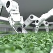 Gonimy unijną czołówkę robotyzacji. Ale za wolno