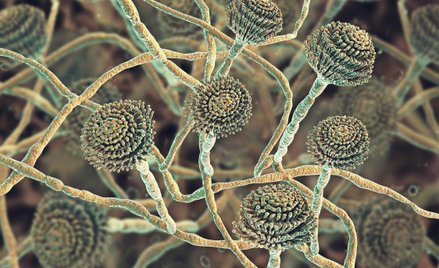 W ciągu najbliższych kilkunastu lat może dojść do gwałtownego wzrostu zakażeń chorobami grzybiczymi