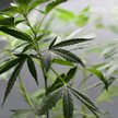 Sondaż: Co drugi Republikanin chce legalizacji marihuany