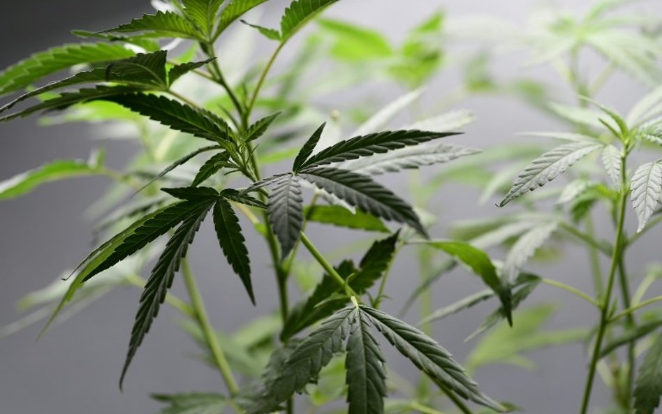 Sondaż: Co drugi Republikanin chce legalizacji marihuany