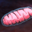 Mitochondrium, elektrownia komórki z wiekiem traci moc
