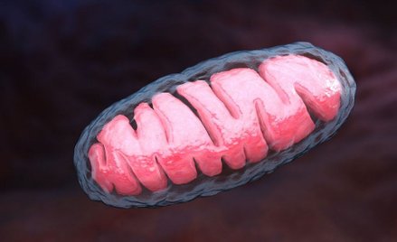 Mitochondrium, elektrownia komórki z wiekiem traci moc