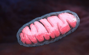 Mitochondrium, elektrownia komórki z wiekiem traci moc