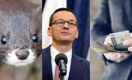 Piątka dla zwierząt, nowa tarcza i kurs rządu na zderzenie ze ścianą