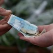 Wybory biją w funta
