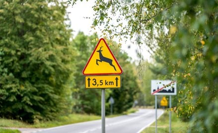 Szczególną ostrożność trzeba zachować na drogach ze znakiem „Uwaga, dzikie zwierzęta”