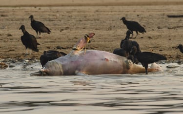 Co najmniej 120 martwych delfinów znaleziono w wodach jeziora utworzonego przez dopływ Amazonki