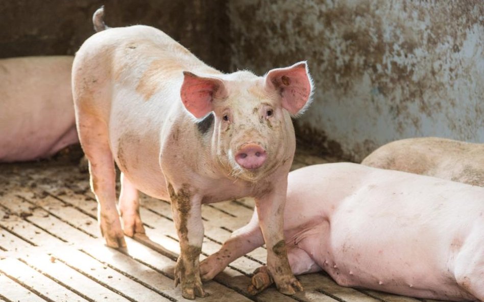 Hiszpania: Świnie zużywają tyle wody co trzy duże miasta