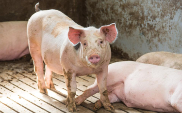 Kłótnia z Litwą i dymisja przez import świń ze strefy ASF