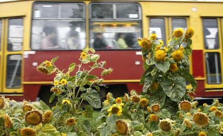 Od 1 stycznia motorniczy będzie prowadził tramwaj tylko dziesięć godzin