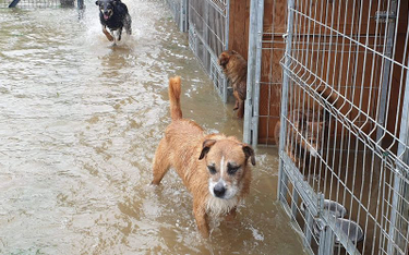 Woda zalała schronisko dla psów. Pracownicy proszą o pomoc