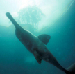 Delfin gangesowy