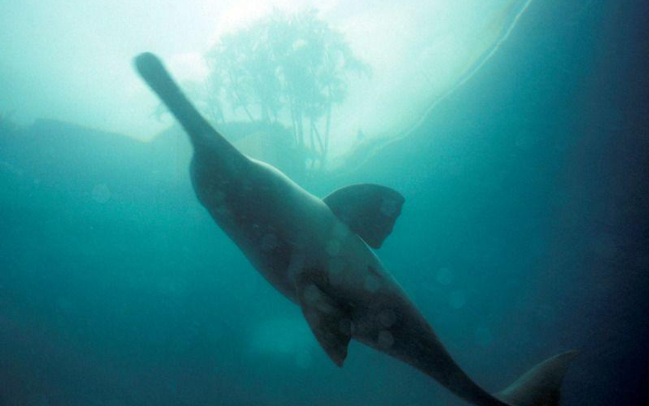 Delfin gangesowy