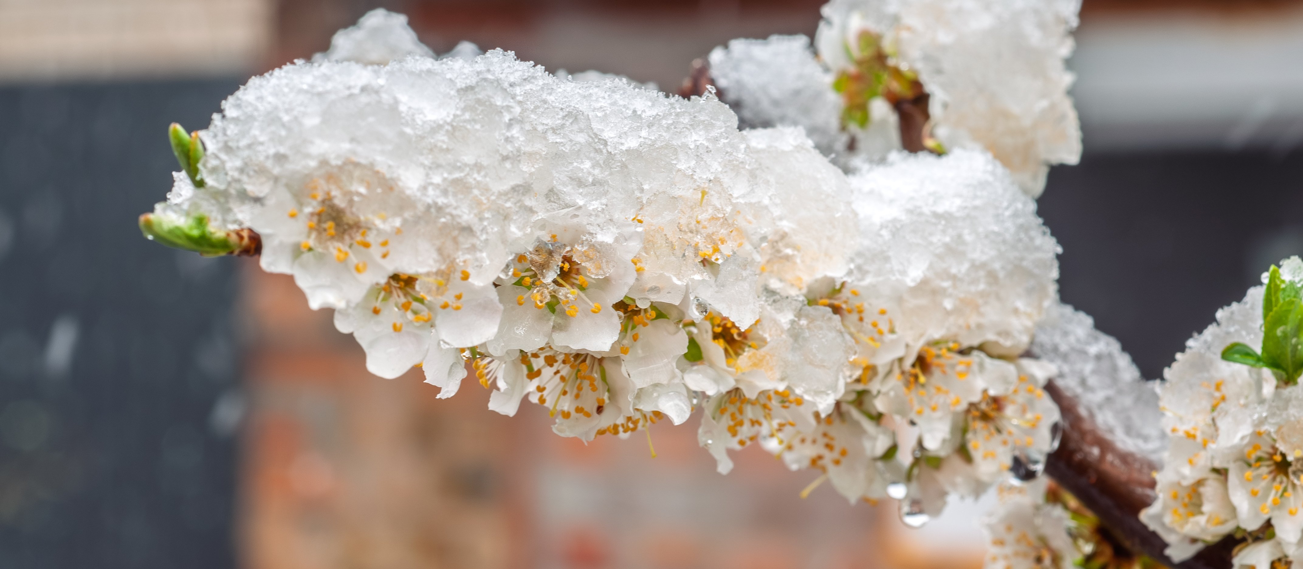 Arktyczny chłód nad Polską. IMGW ostrzega przed przymrozkami