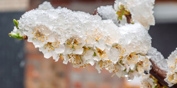 Arktyczny chłód nad Polską. IMGW ostrzega przed przymrozkami