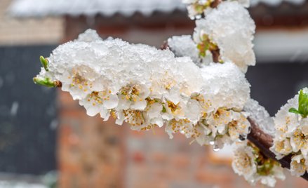 IMGW w najbliższych dniach prognozuje przymrozki