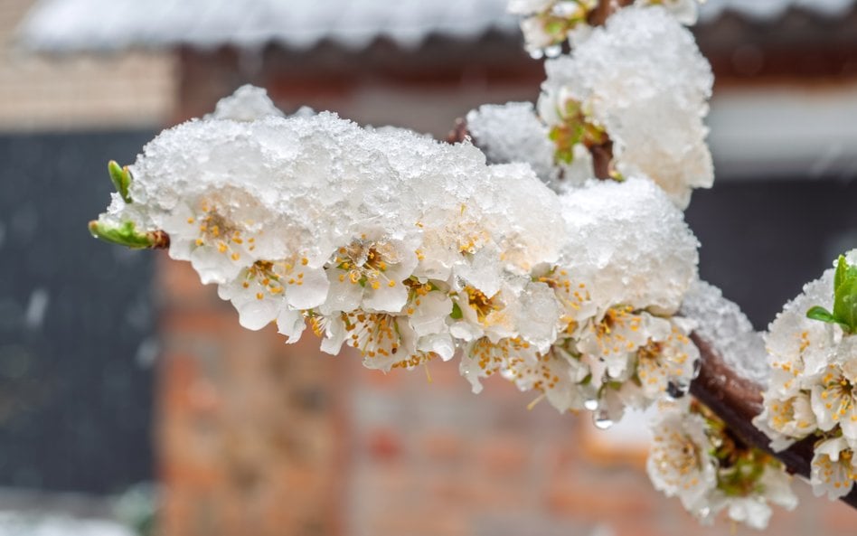 IMGW w najbliższych dniach prognozuje przymrozki