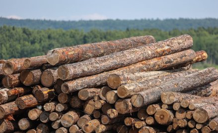 Europarlamentarzyści stanęli po stronie lasów