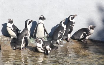 Swój tymczasowy dom pingwiny znalazły u niedźwiedzi polarnych