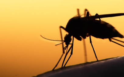 Za 50 lat malaria może grozić 90% światowej populacji
