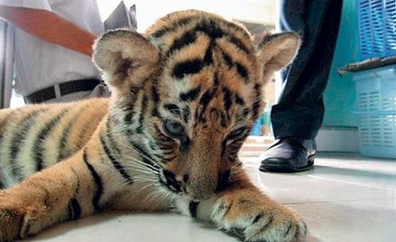 Tego uroczego tygryska przemytniczka próbowała wywieźć w swojej walizce