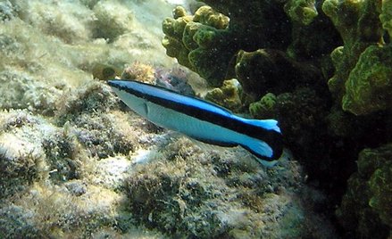 Naukowcy: Ryba rozpoznała się w lustrze