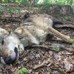 Myśliwy zastrzelił uratowanego po wypadku drogowym wilka