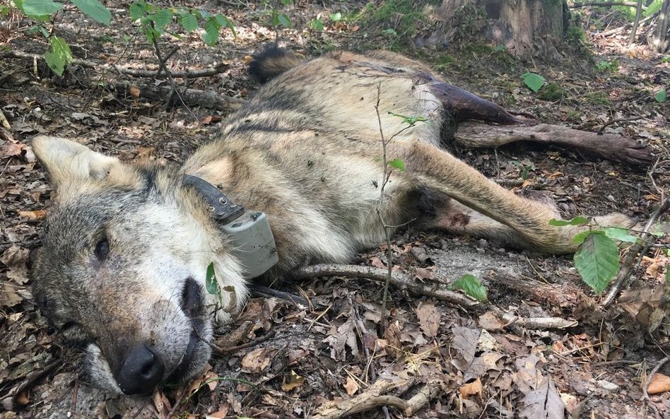 Myśliwy zastrzelił uratowanego po wypadku drogowym wilka