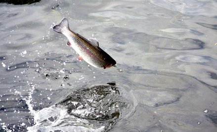 Przedsiębiorca tylko hoduje ryby, ale sąsiedzi tego nie akceptują