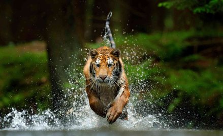 Zwierzęta, które nie przejmują się zmianami klimatu