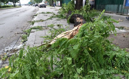Ulewy nad Polską. Połamane drzewa, lokalne podtopienia