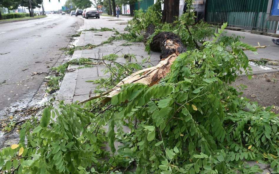 Ulewy nad Polską. Połamane drzewa, lokalne podtopienia