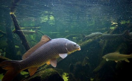Był sobie bunt: O tym jak karp otrzymał ludzki głos, a człowiek sens życia