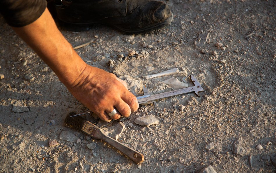 Nowe badanie dotyczy poszukiwania ostatniego, wspólnego przodka neandertalczyków, denisowian i Homo 