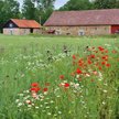 Miasteczko Götene sprzedaje 30 działek, których ceny zaczynają się od zaledwie 1 korony za metr kwad