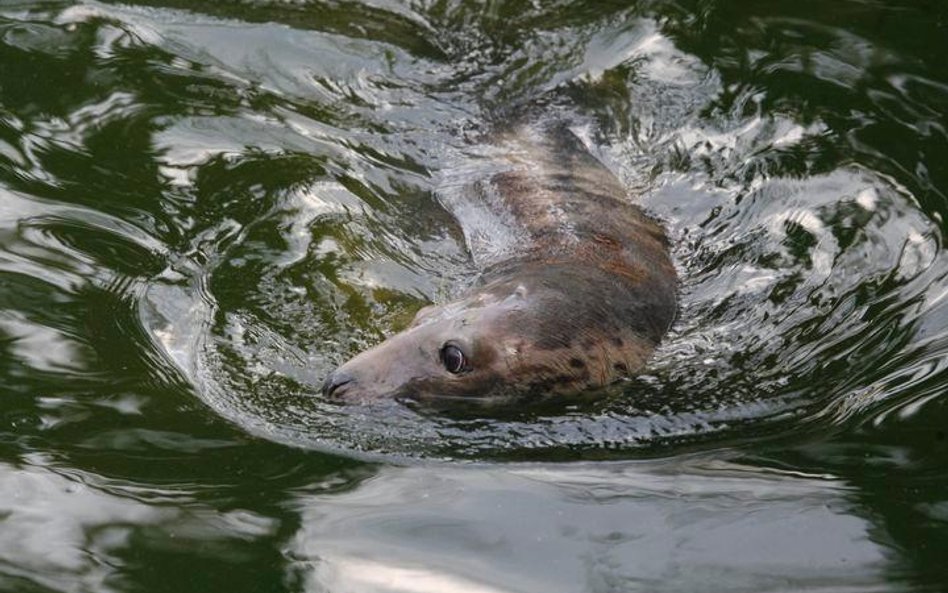 Lądowa choroba oceanu