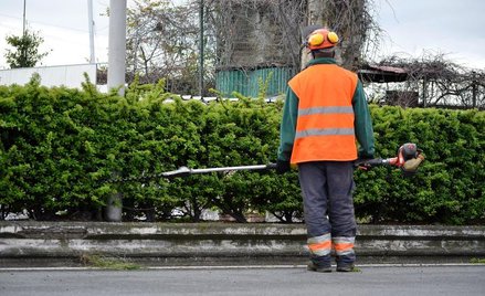 Brzeg chce znów nosić miano „miasta ogrodu”