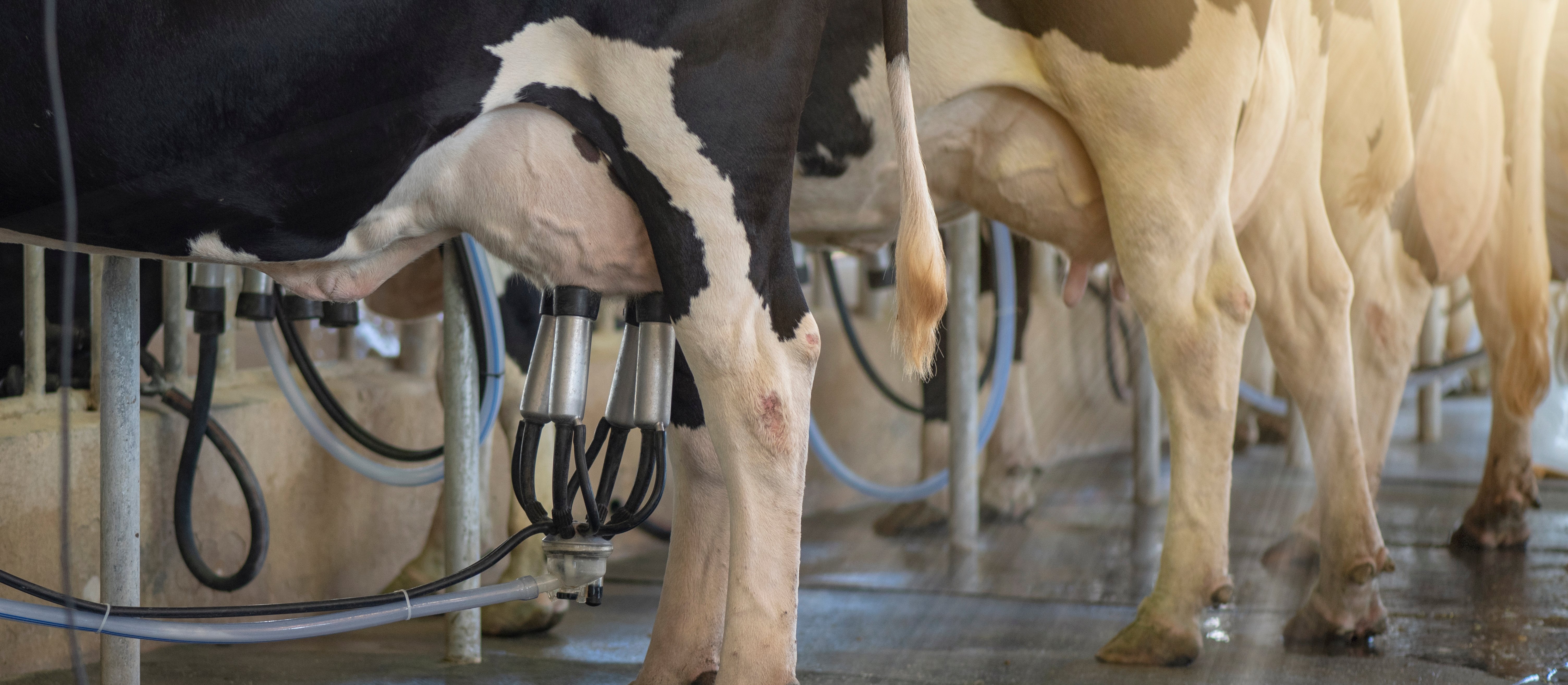 USA: Noworodek zmarł, bo matka piła w ciąży surowe mleko?