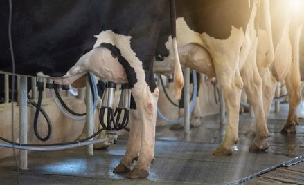 W surowym mleku znajdować może się niebezpieczna bakteria Listeria