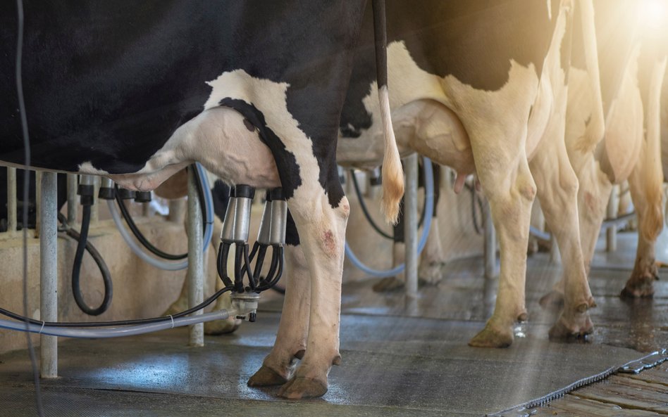 W surowym mleku znajdować może się niebezpieczna bakteria Listeria