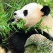Panda Tian Tian - Kobietą Roku według BBC