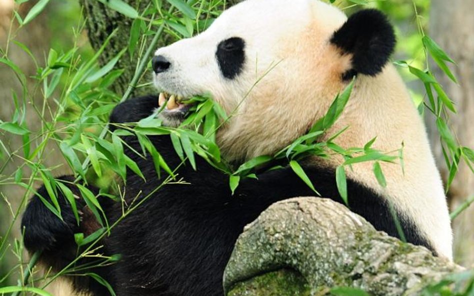 Panda Tian Tian - Kobietą Roku według BBC