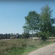 Holandia: Ucieczka przed gepardami